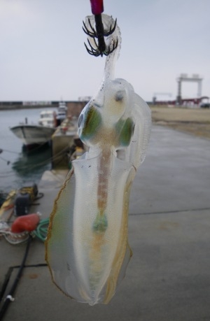 台風の影響を受けてか海が大荒れに荒れる中 イカ釣りに…