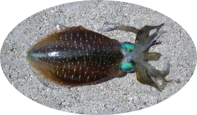 ♪♪ 釣り三昧の3日目 今日はアオリ狙いで ♪♪