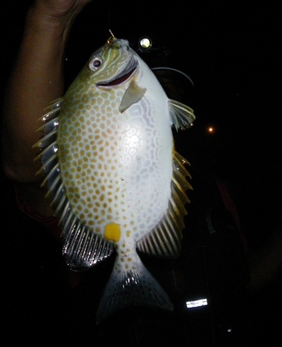 ♪♪ 夏場の夜釣りは最高ですね ♪♪