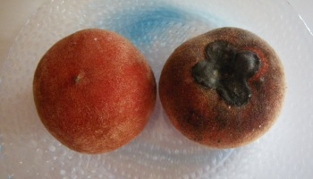 ♪♪ 珍しいもの一度は食べてみたいと思って… ♪♪