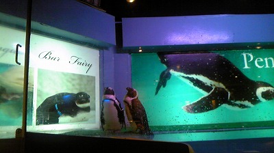 ペンギン☆