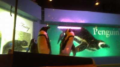 ペンギン☆