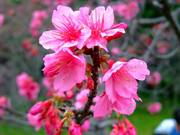 春来たる沖縄観光花花沖縄本島で桜が開花