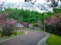 春来たる沖縄観光花花沖縄本島で桜が開花