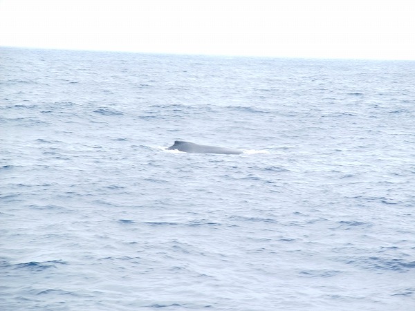 沖縄の慶良間諸島にクジラを遊覧船で観に居つた。
