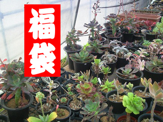 ** 福袋 ** 悩み中