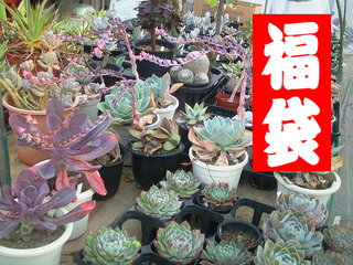 ** 福袋 ** 悩み中