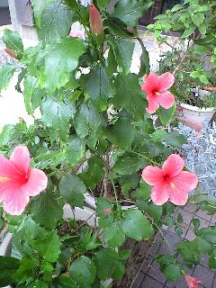 今日の花さん