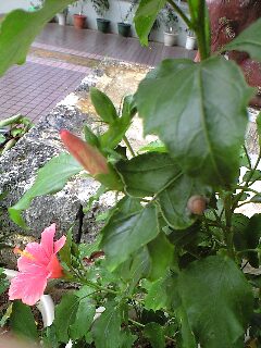 今日は~^^