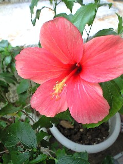 今日の花さん