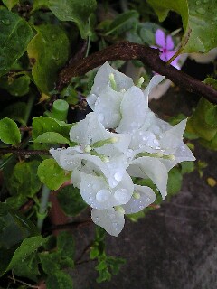 今日は・・・
