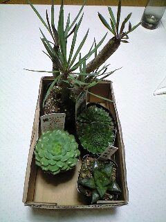 日曜日のお買い物パートⅡ