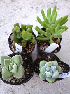 多肉植物