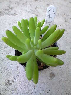 新入りの多肉ちゃん達♪