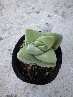 新入りの多肉ちゃん達♪