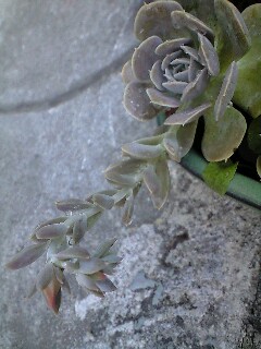 ふしぎ~な 多肉植物