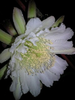 サボテンの花