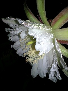 サボテンの花