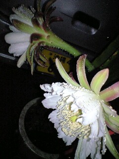 サボテンの花
