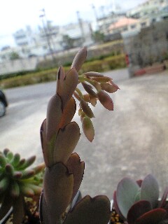 つぼみだよ~