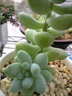 つぼみだよ~