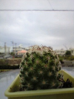 新入り~