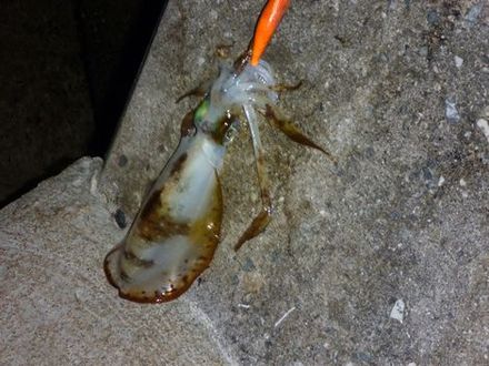 またもや!!