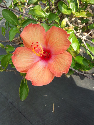春ですね☆ベランダの植物が綺麗なお花を咲かせました。 春ですね☆ベランダの植物が綺麗なお花を咲かせました。