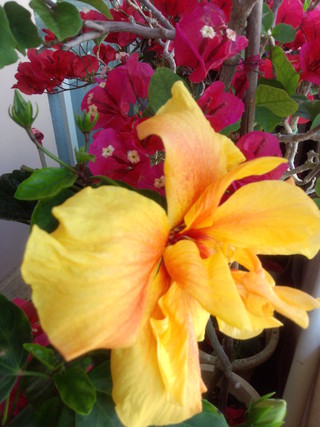 春ですね☆ベランダの植物が綺麗なお花を咲かせました。 春ですね☆ベランダの植物が綺麗なお花を咲かせました。