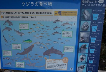 自然保護から環境保護―海洋編 自然保護から環境保護―海洋編