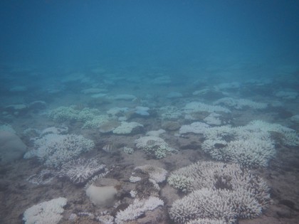 進むサンゴの白化と気候変動