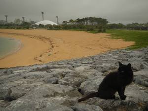 猫のいる公園
