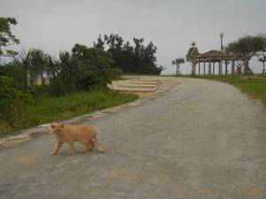 猫のいる公園