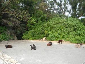 猫のいる公園