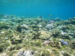 やんばるの豊穣の海とサンゴの白化