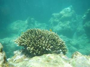 やんばるの豊穣の海とサンゴの白化