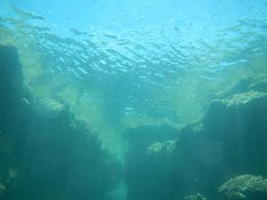 やんばるの豊穣の海とサンゴの白化