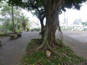 猫のいる公園