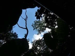 梅雨空のやんばるに集う生き物たち