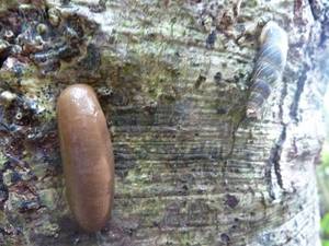 秋のやんばる
