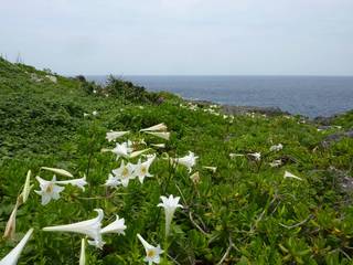 運命の島 運命の島