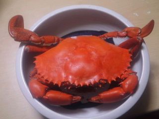 夜釣りでのまさかの出来事