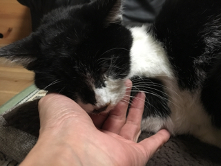 猫の看取り 猫の看取り