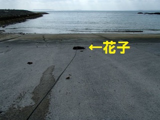 よいんにひたる