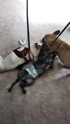 バアバになるよ バアバになるよ