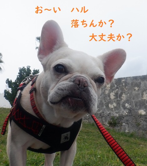 ほんまは。。。 ほんまは。。。