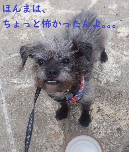 ほんまは。。。 ほんまは。。。