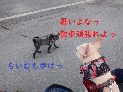 夕散歩 夕散歩