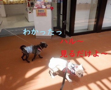 ウインドーショッピング ウインドーショッピング