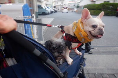 らいむカートで、GO~っ らいむカートで、GO~っ